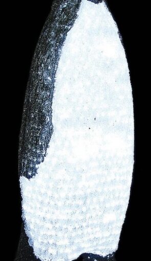 Led Φωτιζόμενος Ακρυλικός Πιγκουίνος,120(Η)cm